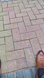 suitdogLsheers webcam model stream image