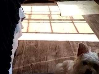 leosjoec webcam camsoda model stream image