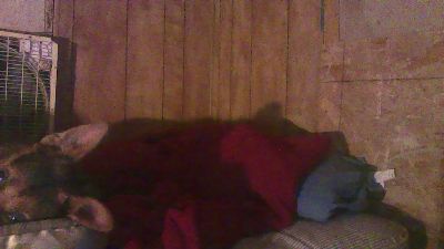 thighwalker webcam cam4 model stream image