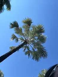 sweetsirenn webcam model stream image