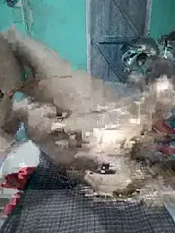 StripchatAssam93 webcam model stream image