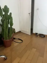 Nikatsu webcam model stream image