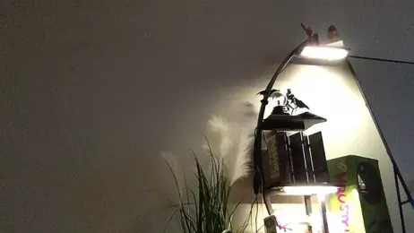 M1ssyk1ssy webcam model stream image