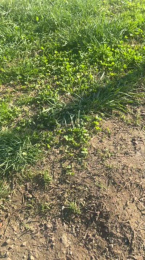 Assetge webcam model stream image