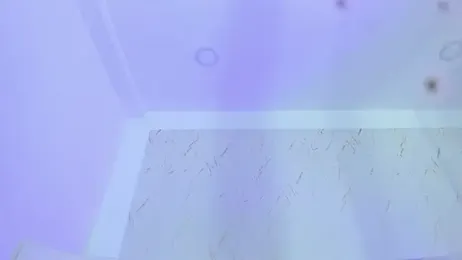 bonniie_blue webcam model stream image