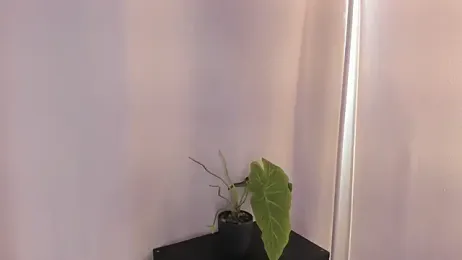 AdammClark1 webcam model stream image