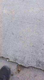 porcone256 webcam model stream image