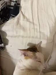 priyansh9283 webcam model stream image