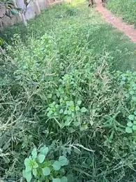 Black-mamba-madingo webcam model stream image