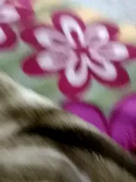 HOT-CPL-11 webcam model stream image