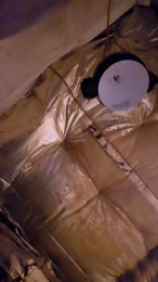 Chavbear webcam model stream image