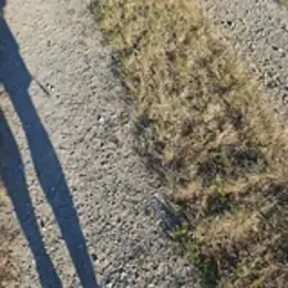 walddrinker webcam model stream image
