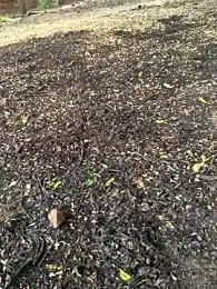 Gopal1243 webcam model stream image