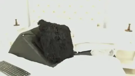 ShakeBigAss webcam model stream image