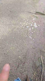 Piseloduro webcam model stream image