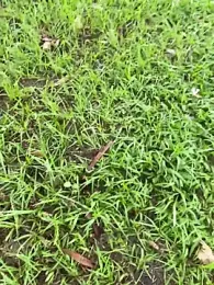 Maicol_xxxx webcam stripchat model stream image