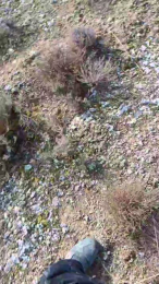 polli_play webcam model stream image