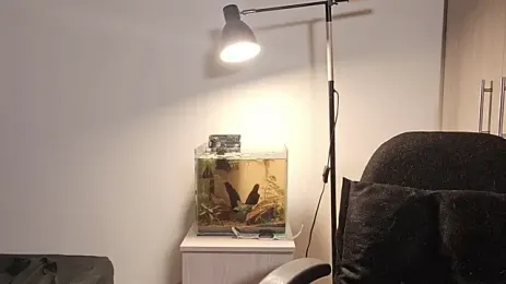 Mia_belmont 的直播截图