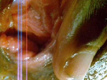 Velvetvixen-1 webcam model stream image