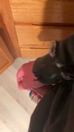 Rhinodaddy69 webcam model stream image