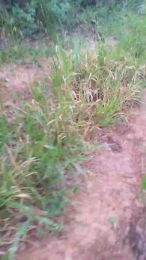 Daddy_capixaba webcam model stream image