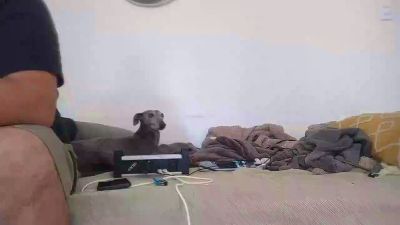 maximo_xz webcam model stream image