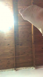 Missimpatik webcam model stream image