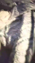 Scalareale66 webcam model stream image