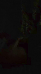 LaNitida webcam model stream image