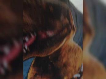 Darinac webcam bongacams model stream image