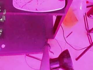 kendall-hornye webcam model stream image