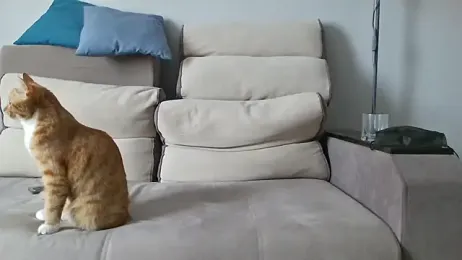 MilaaMilaa stripchat stream image