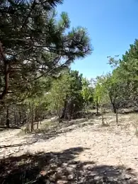 -Pupsiki- stripchat stream image