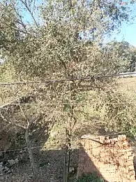 COUPLLE_VILLAGE stripchat stream image