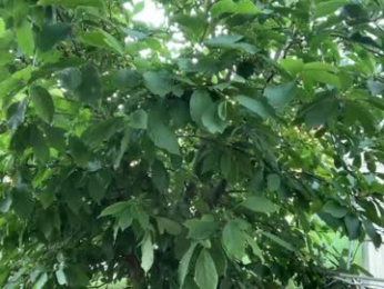 patry333 chaturbate stream image