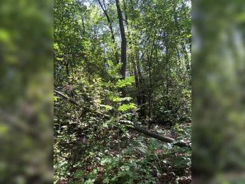 BabyDarii bongacams stream image