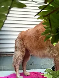 annablisss stripchat stream image