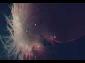 Taanni bongacams stream image