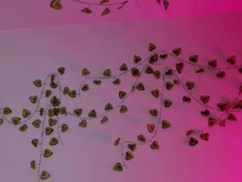 ladytrep chaturbate stream image, 18.02.2026 18:20