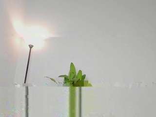 irisallen camsoda stream image