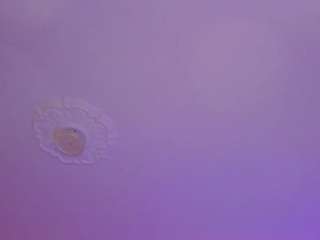 rossecrawford camsoda stream image