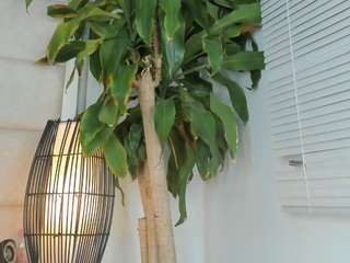 zhuyhong camsoda stream image