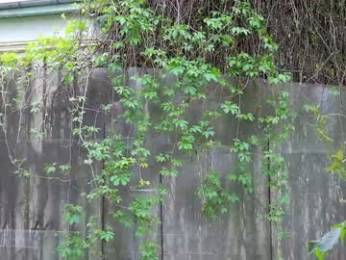 babesgowild chaturbate stream image