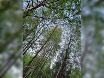 Hotpepper-Sweetpepper bongacams stream image, 07.05.2025 11:30